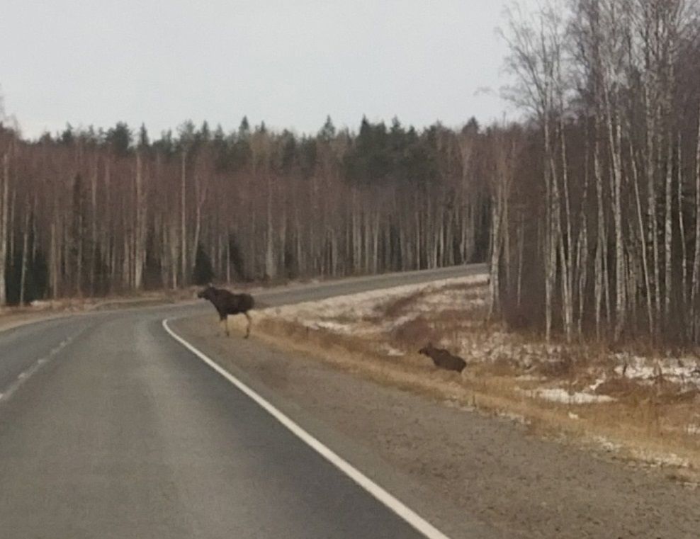 Лось выбежал на трассу в Лахденпохском районе