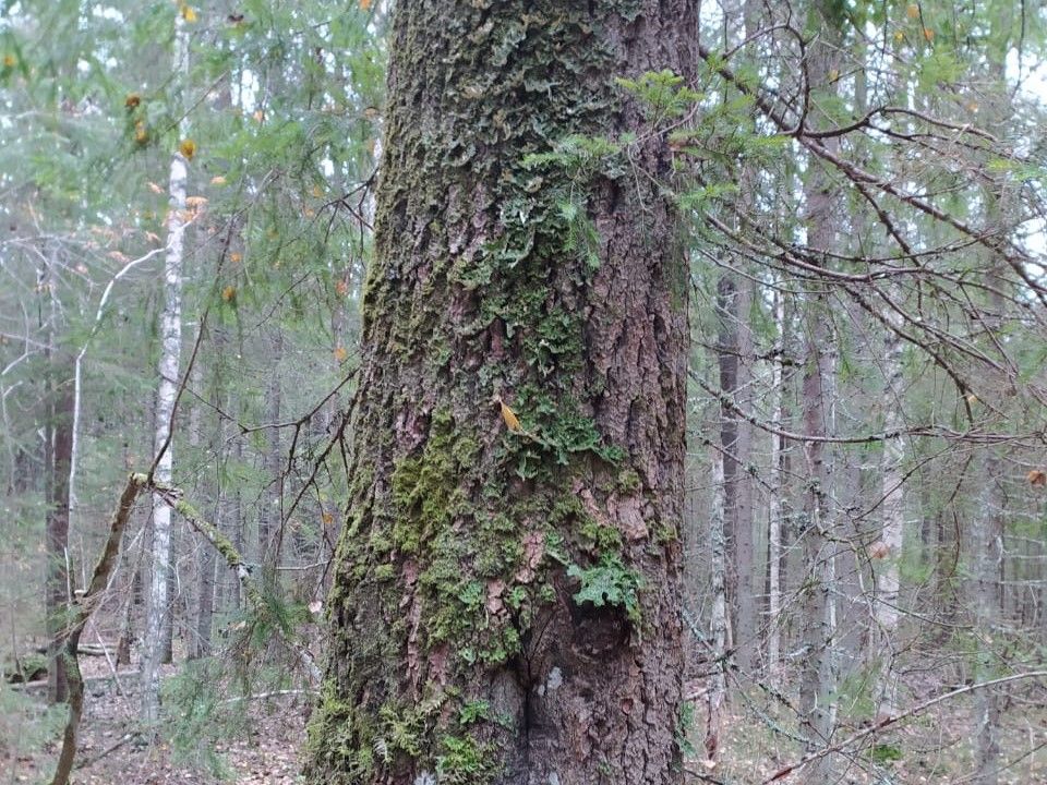 Краснокнижное растение найдено на арендованном лесном участке в Олонецком районе