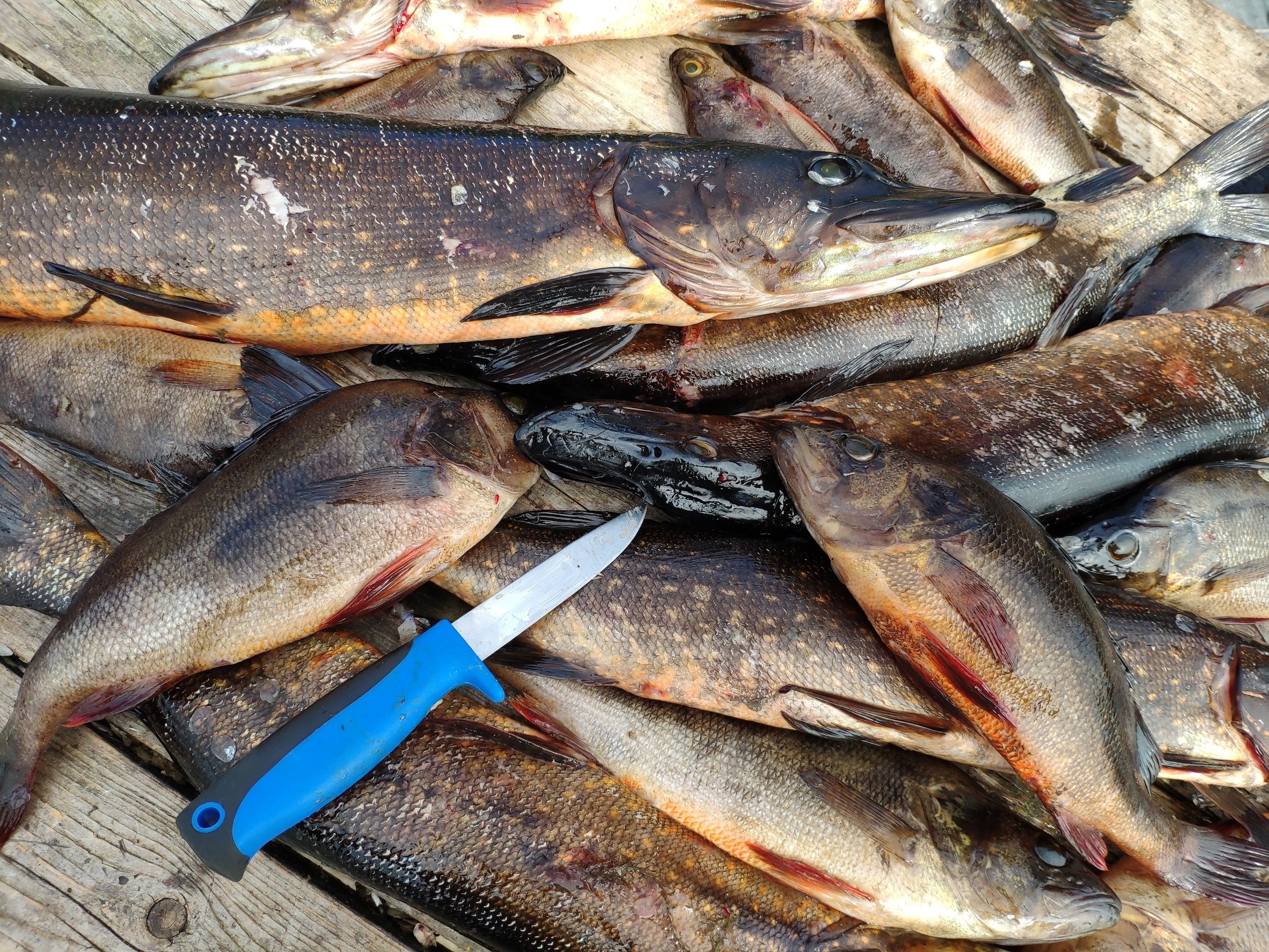 В Карелии изъяли почти 250 килограммов незаконно выловленной рыбы