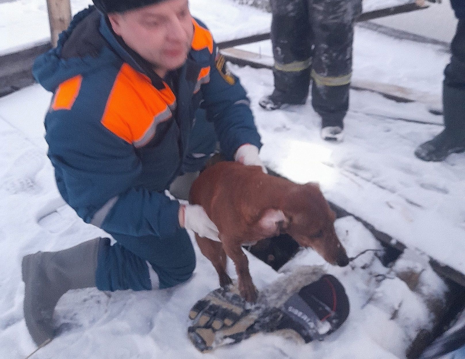 На острове Кижи пожарные спасли таксу, которая провалилась в прорубь