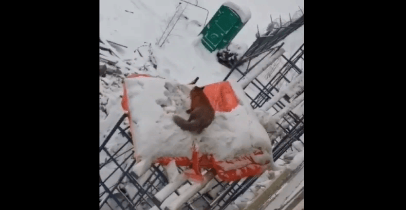 Лиса забралась на строительную площадку в Петрозаводске