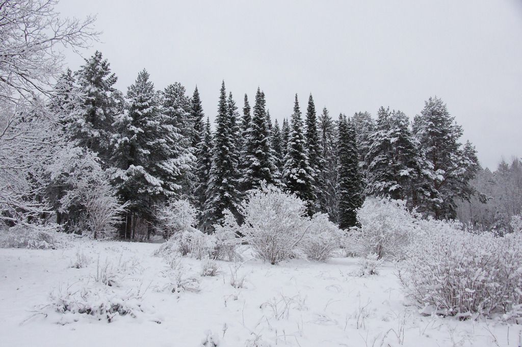 Петрозаводский ботанический сад открывает сезон зимних экскурсий