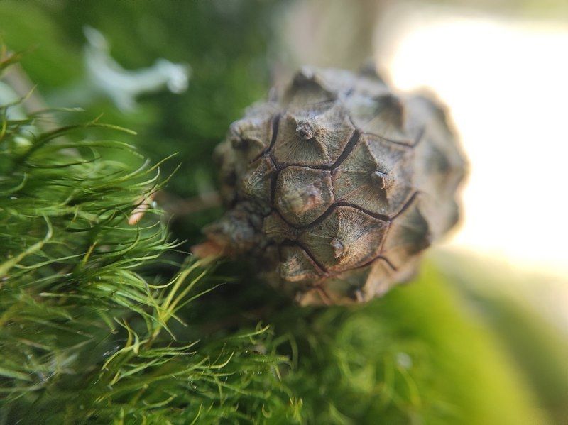 Жителям Карелии платят за сдачу шишек ели и сосны