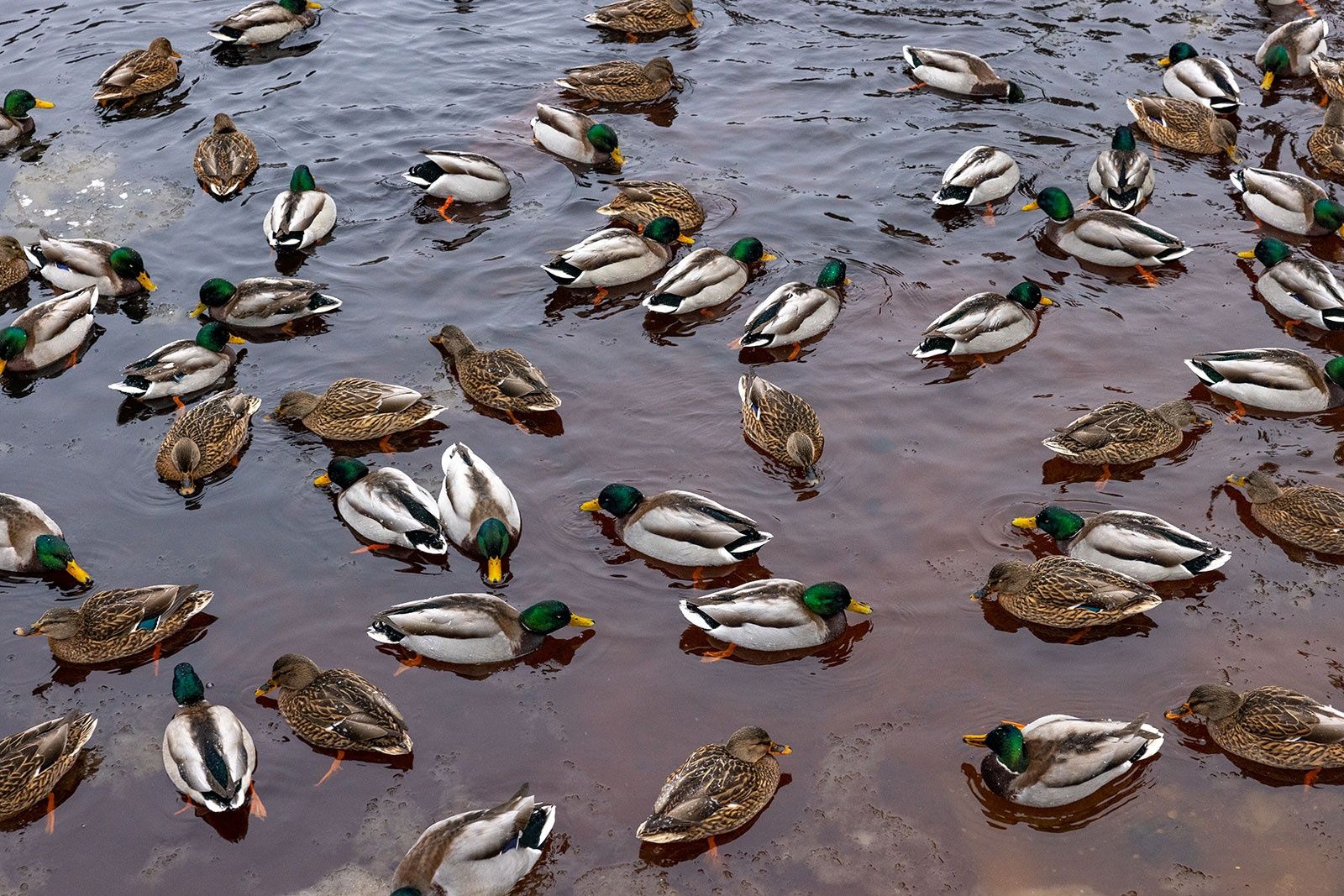 Даже ночью не ниже -5 °С. Прогноз погоды на 18 декабря