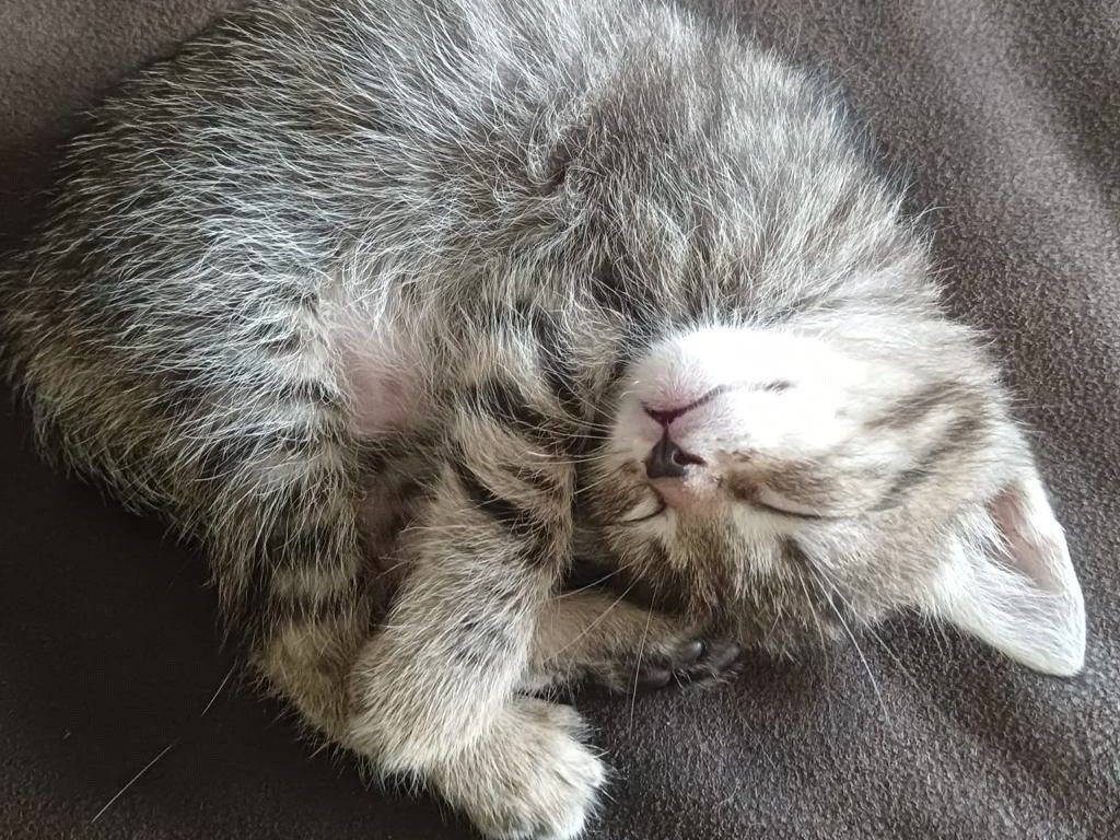 Водитель мусоровоза в Карелии спас выброшенного в контейнер котенка