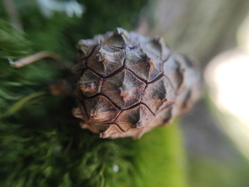 Кареллесхоз предлагает жителям Карелии провести новогодние каникулы за сбором шишек