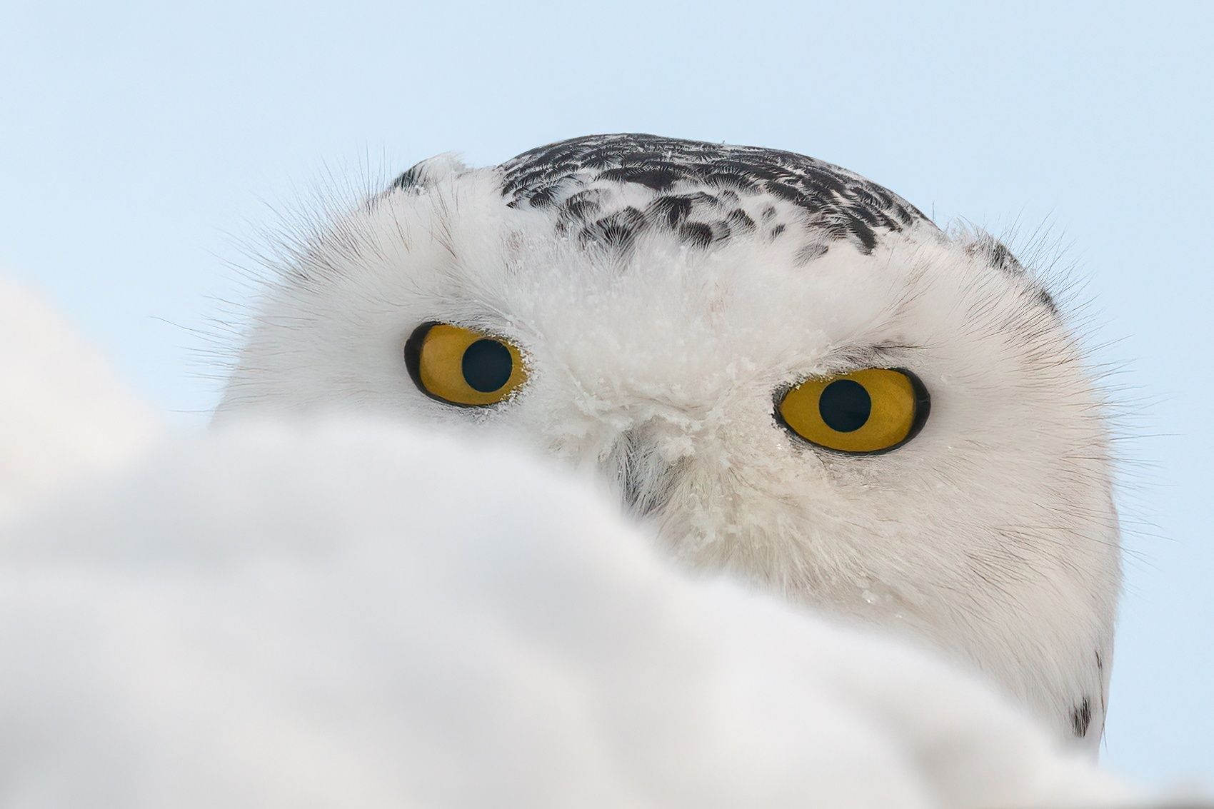 Петрозаводские фотографы-натуралисты устроили фотоохоту на полярную сову
