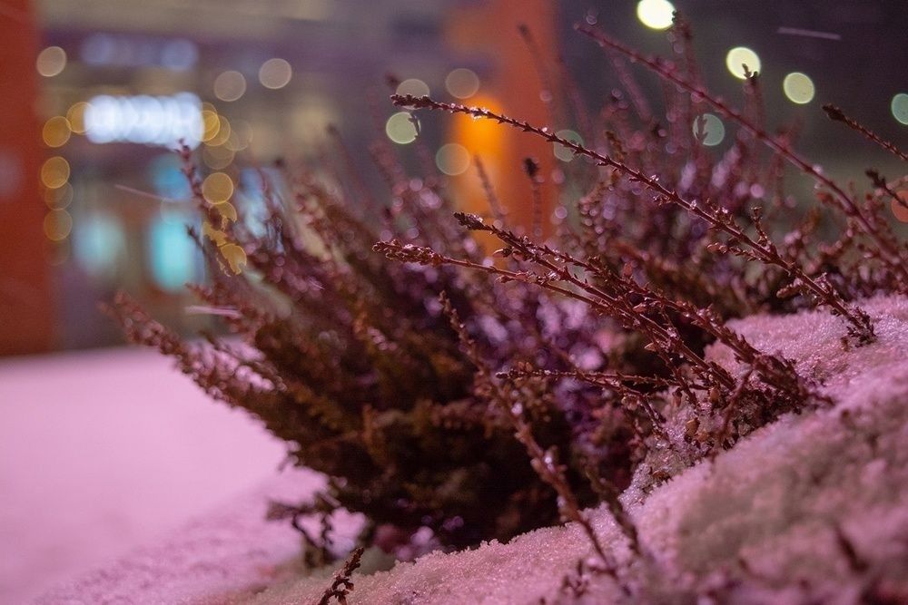 Ночью местами до -23°С: прогноз погоды на 30 декабря