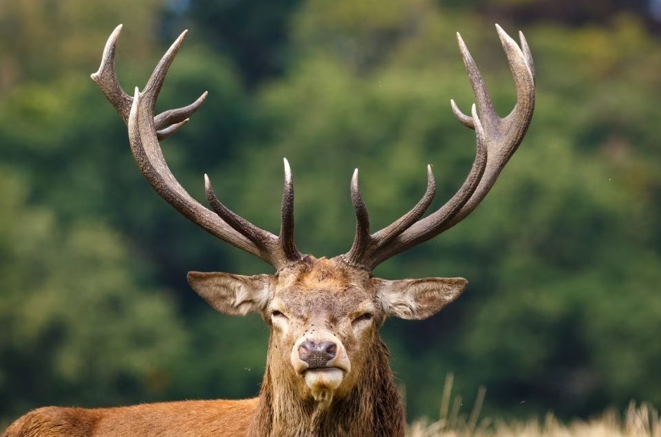 В Карелии юный серийный вор обокрал склад рогов и отдел парфюмерии