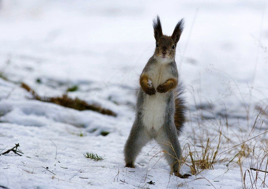 В субботу в Карелии потеплеет. Прогноз погоды на 16 декабря
