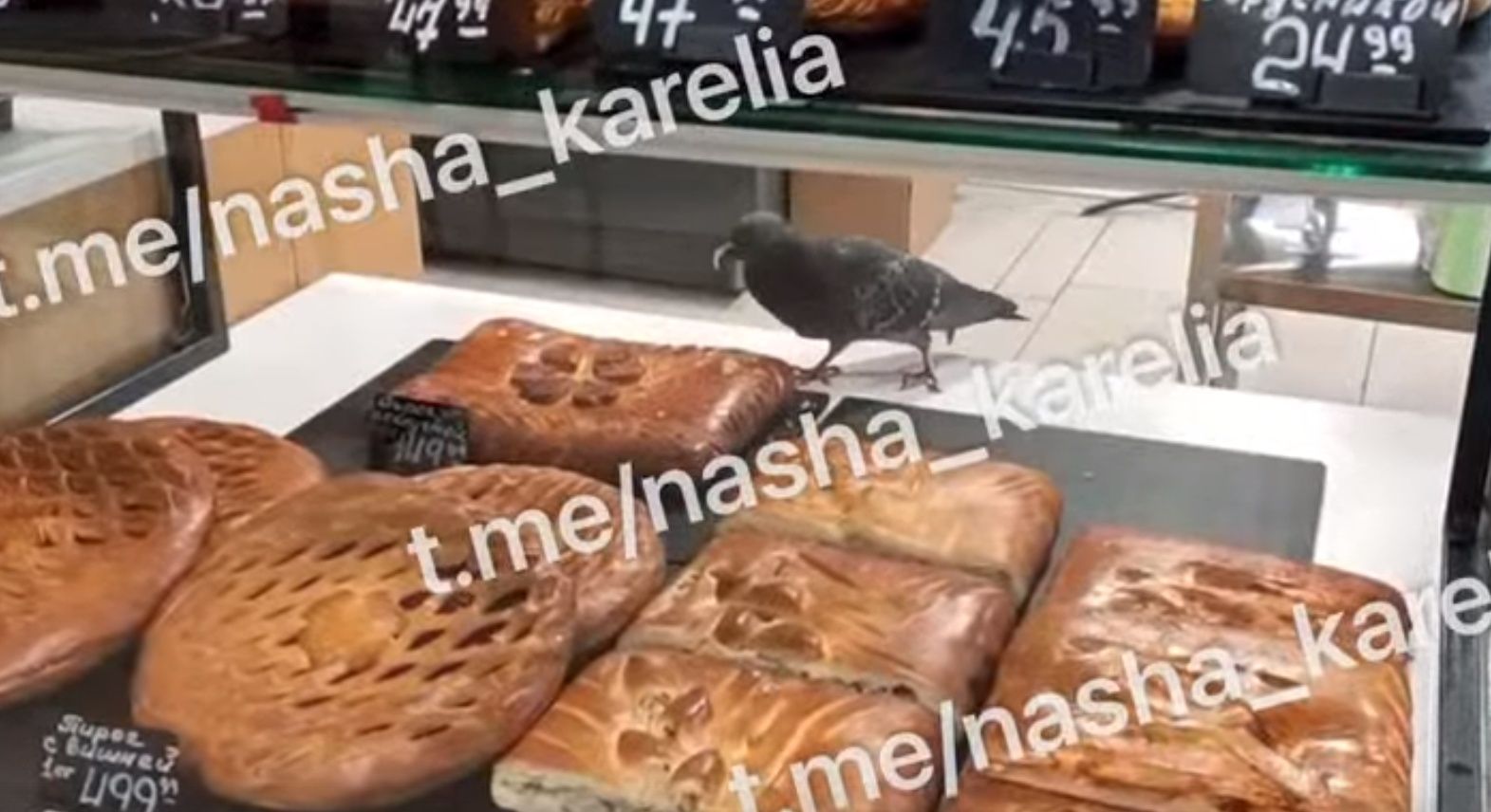 В Петрозаводске голуби продолжают лакомиться выпечкой в сетевом магазине