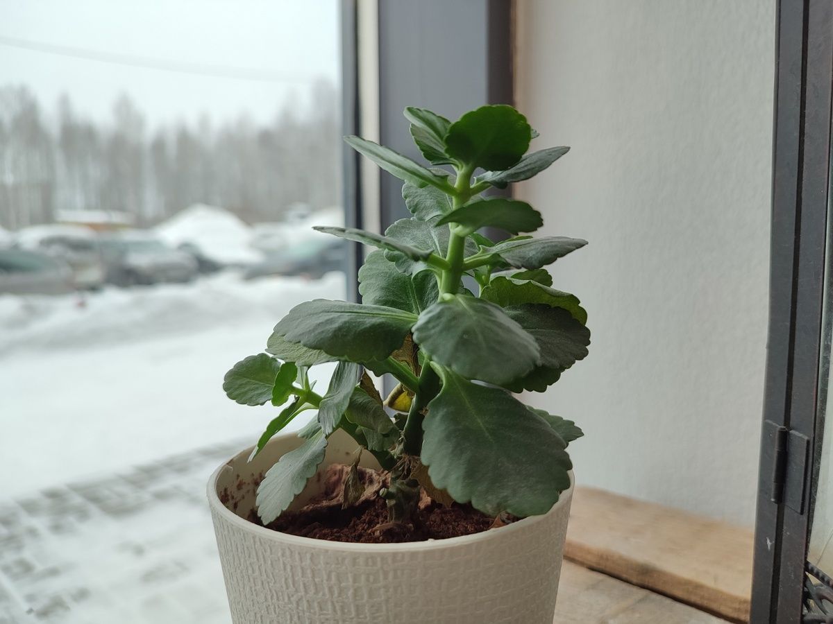 В одну из крупнейших сетей Петрозаводска завезли цветы с опасным вредителем