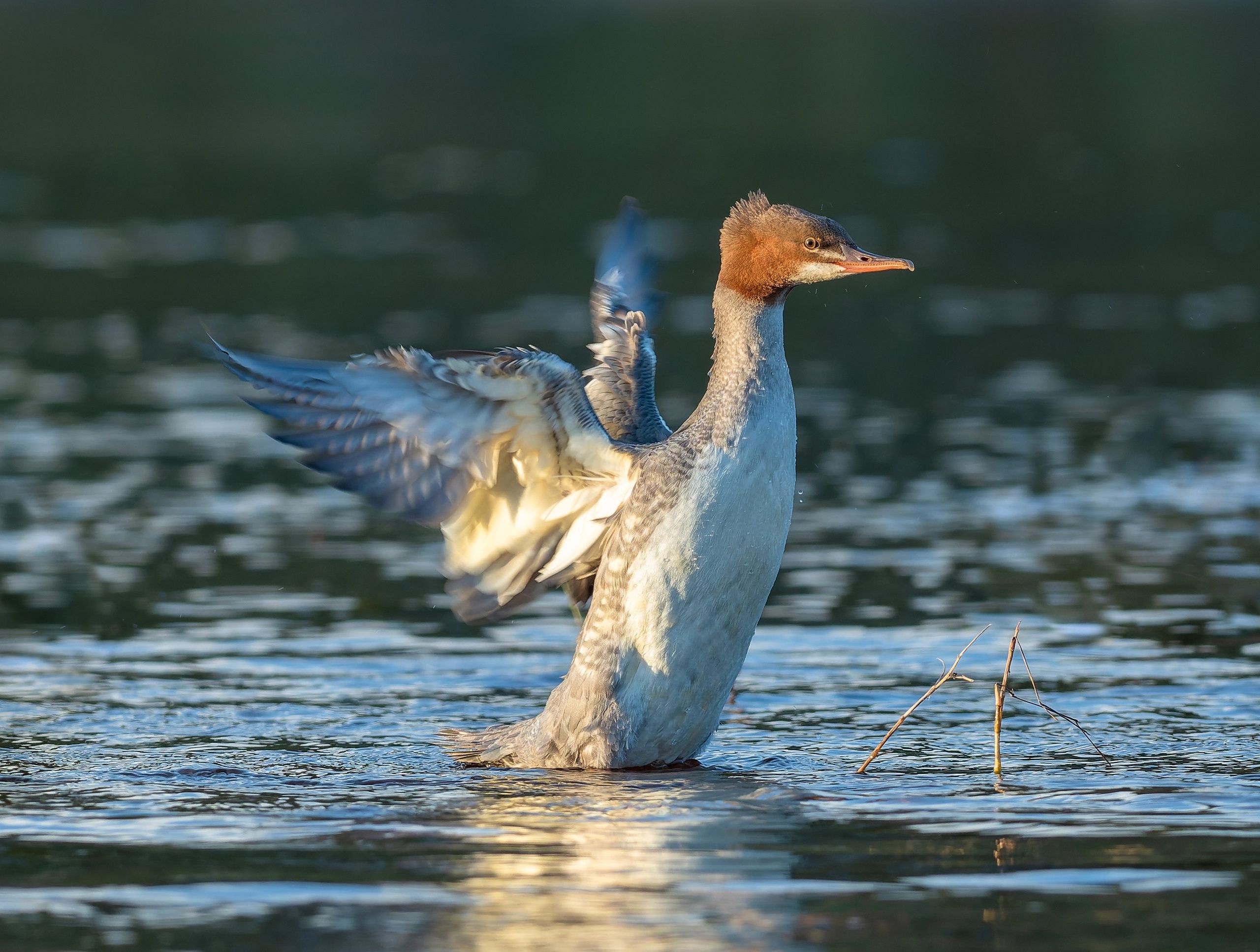 Определитель птиц издадут в Карелии