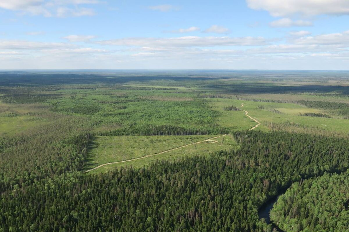 Карельские ученые выясняют, как после вырубки восстанавливаются ягодные кустарники