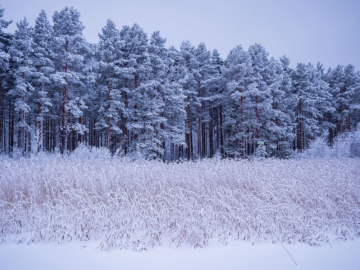 Идут морозы. Прогноз погоды в Карелии на последний день года