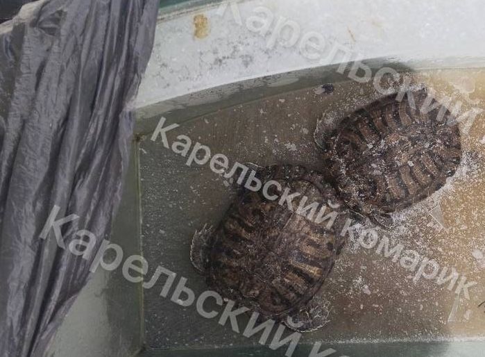В Петрозаводске неизвестные выбросили на мороз живых черепах в аквариуме с водой