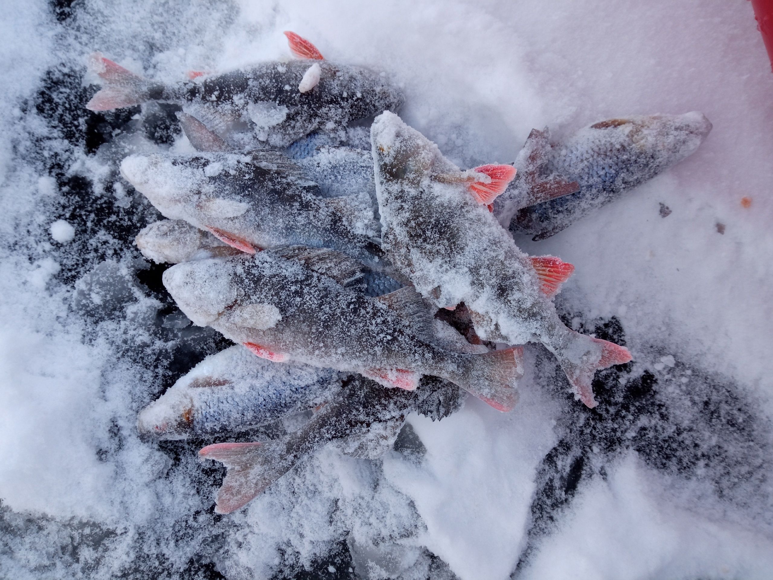 Местами до минус 21. Прогноз погоды в Карелии на 28 декабря