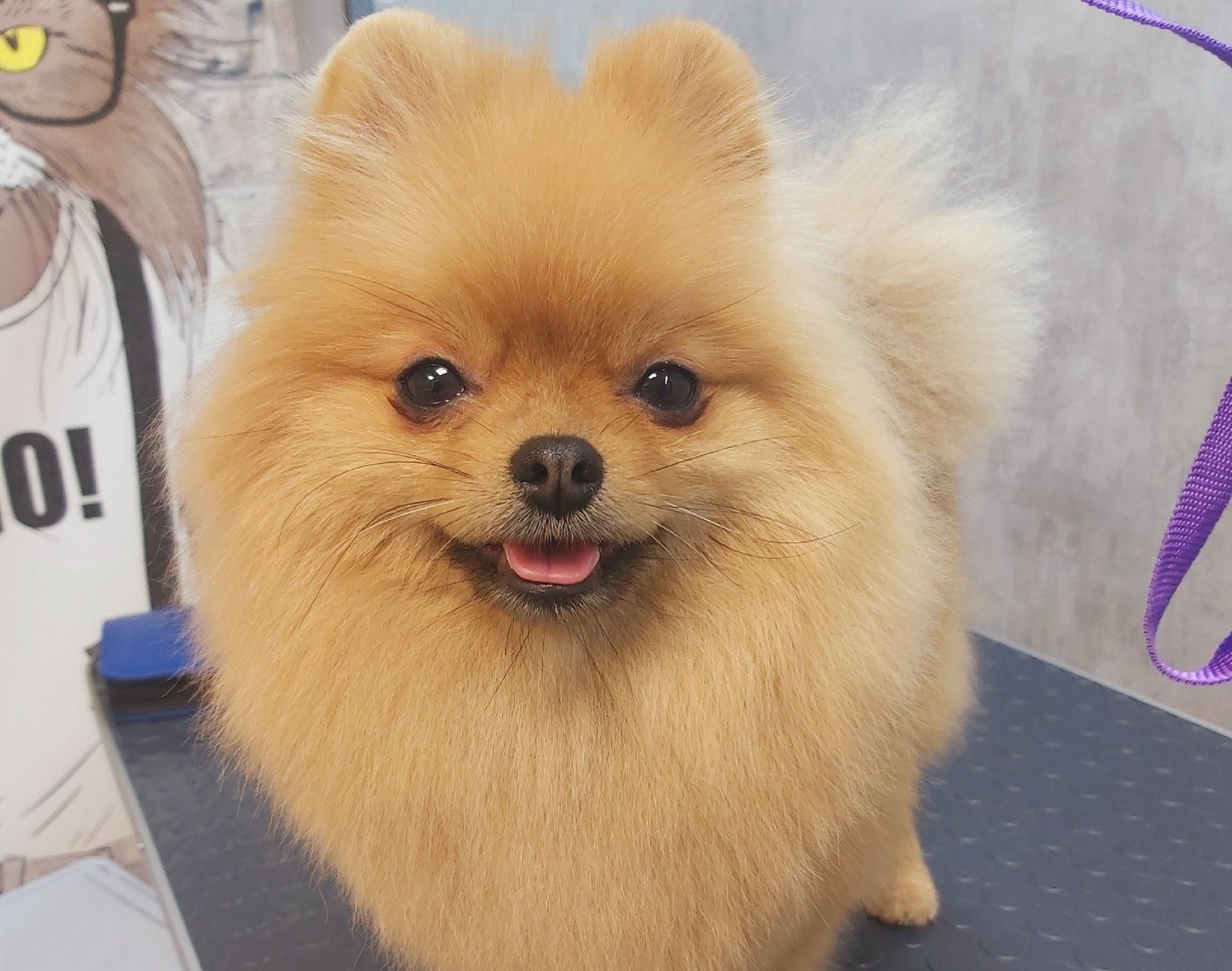 Жительница Карелии открыла груминг-салон в Костомукше