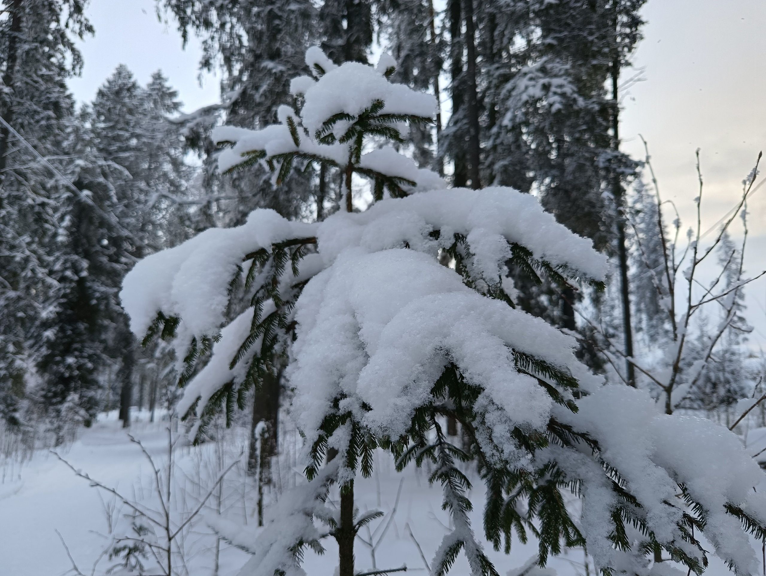 Минус 30 не хотите? Прогноз погоды в Карелии на 1 января