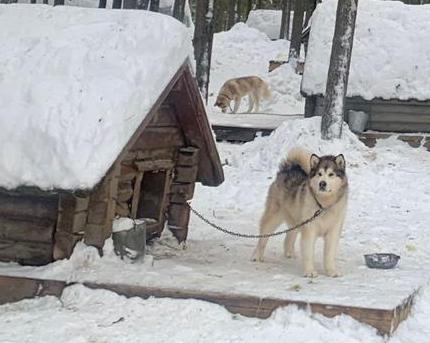 Россельхознадзор Карелии завершил проверку в Вотчине Талви Укко