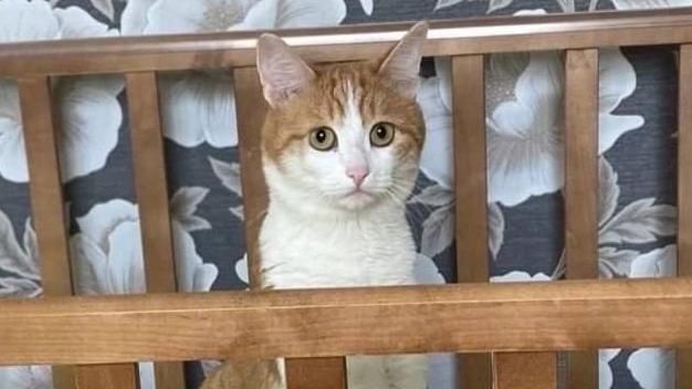 РЖД планируют персонифицировать перевозку животных в поездах после ЧП с котом Твиксом