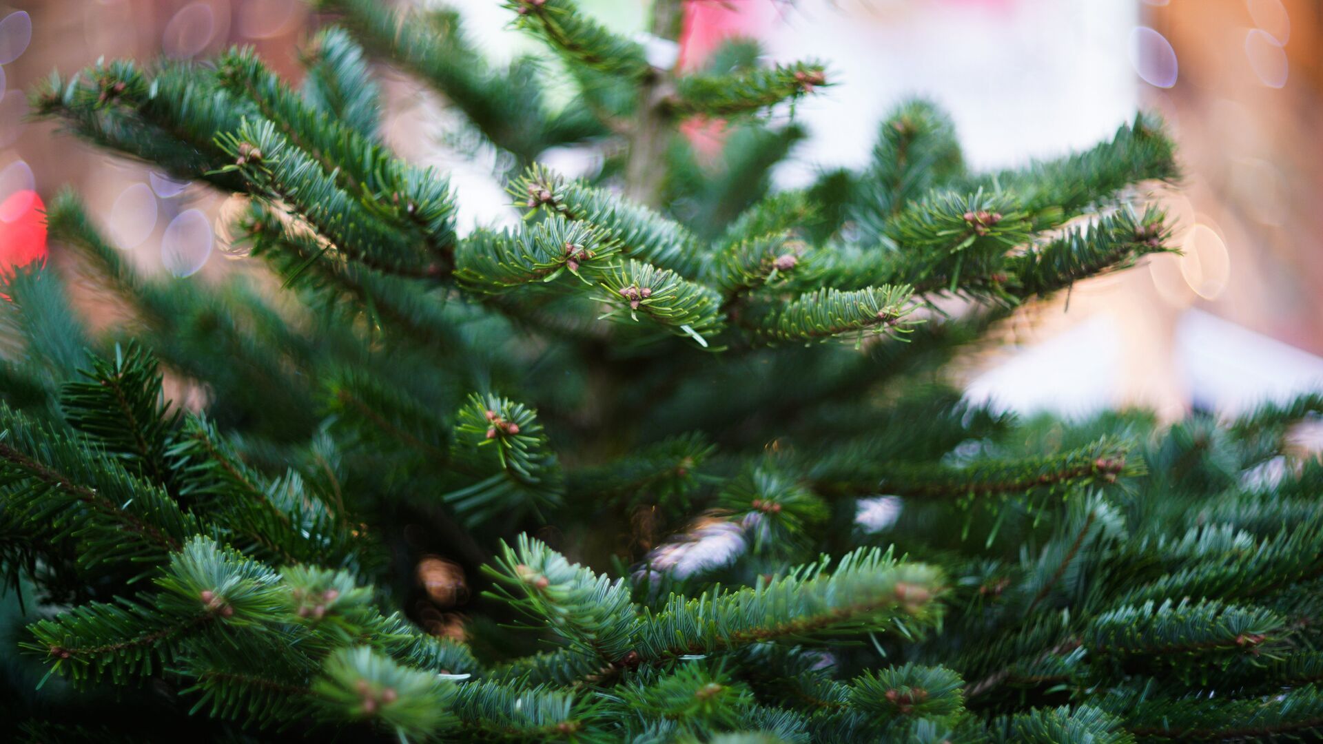 У жителей Петрозаводска примут новогодние ели для утилизации