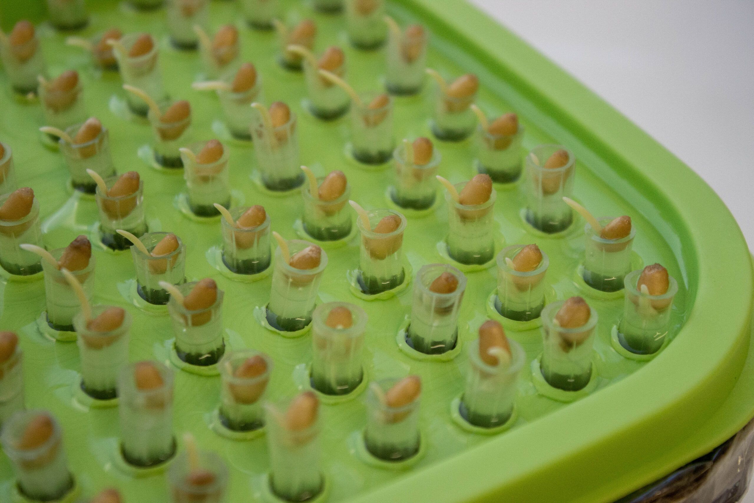 Карельские ученые выяснили, как увеличить урожайность зерновых культур на бедных почвах