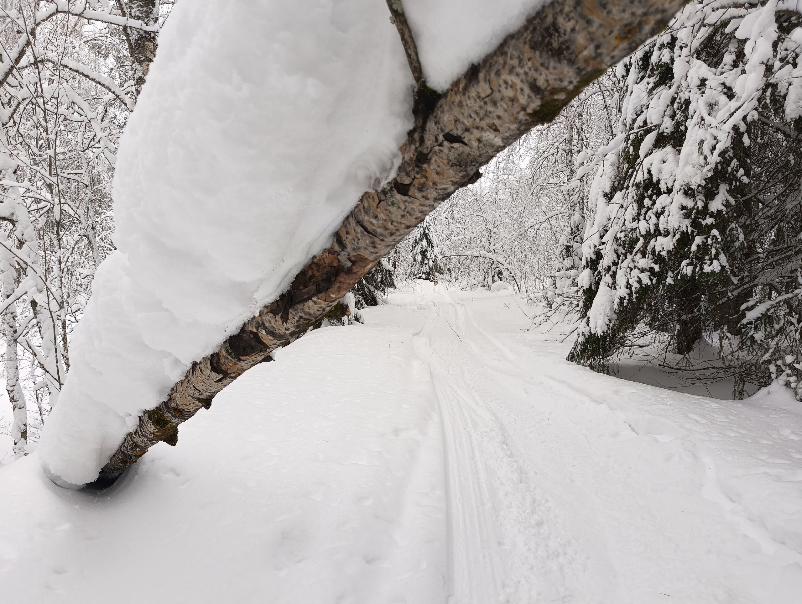 Местами до минус 27. Прогноз погоды в Карелии на 20 января
