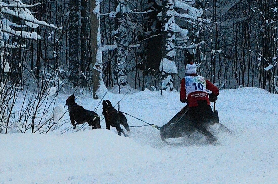 Спортсменка из Карелии завоевала золото Чемпионата СЗФО по ездовому спорту