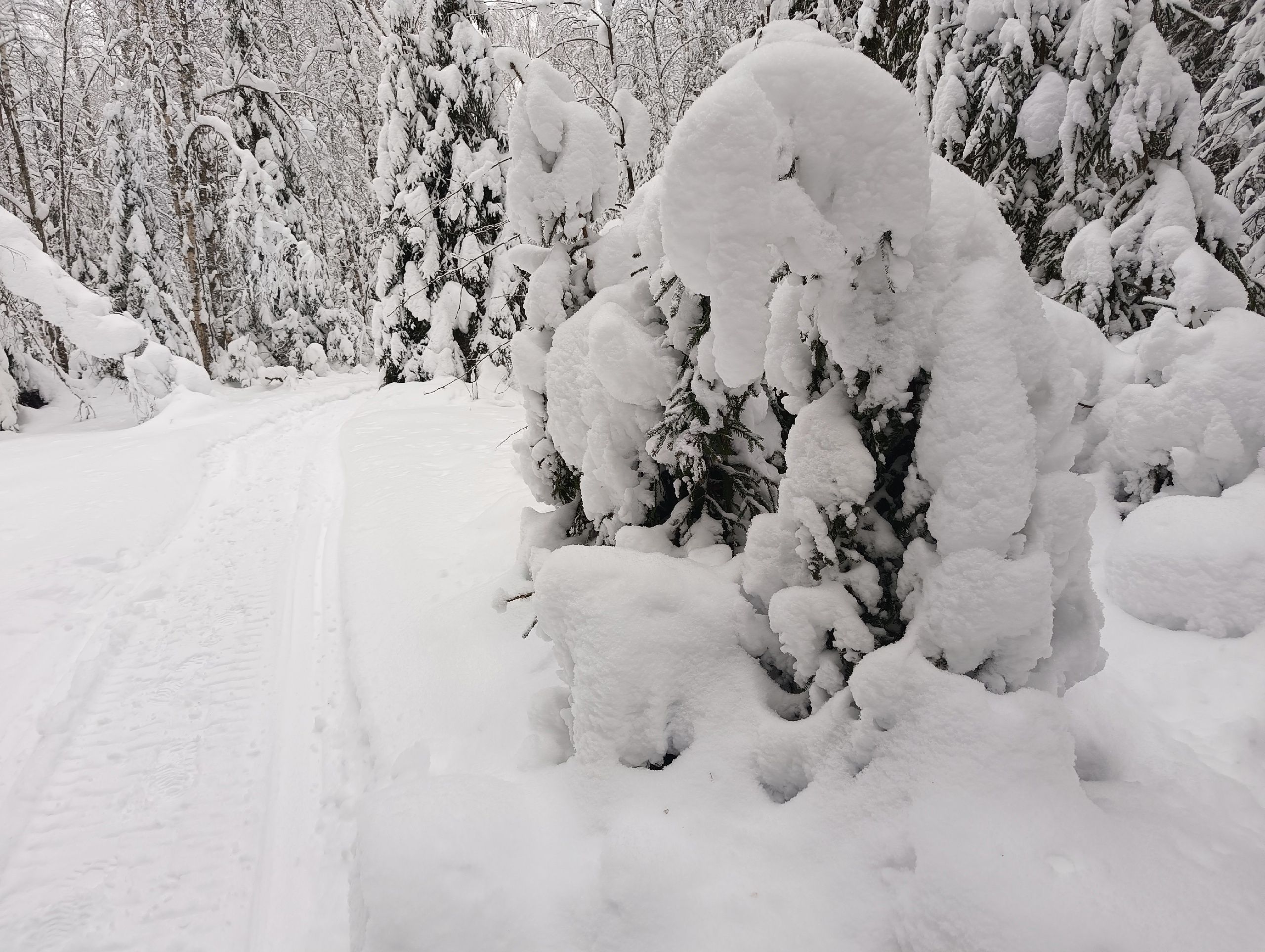 Зима, холода. Прогноз погоды в Карелии на 14 января
