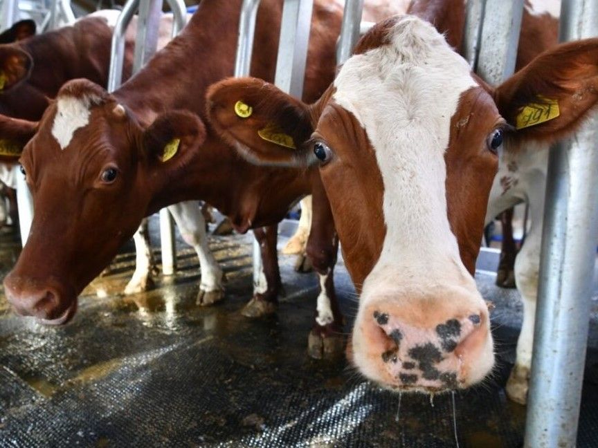 Опасное инфекционное заболевание выявлено в одном из хозяйств Карелии