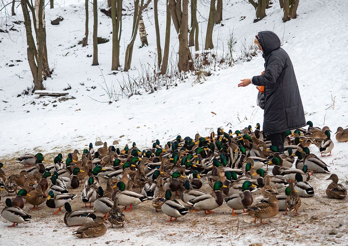 Жителям Карелии предлагают посчитать водоплавающих птиц