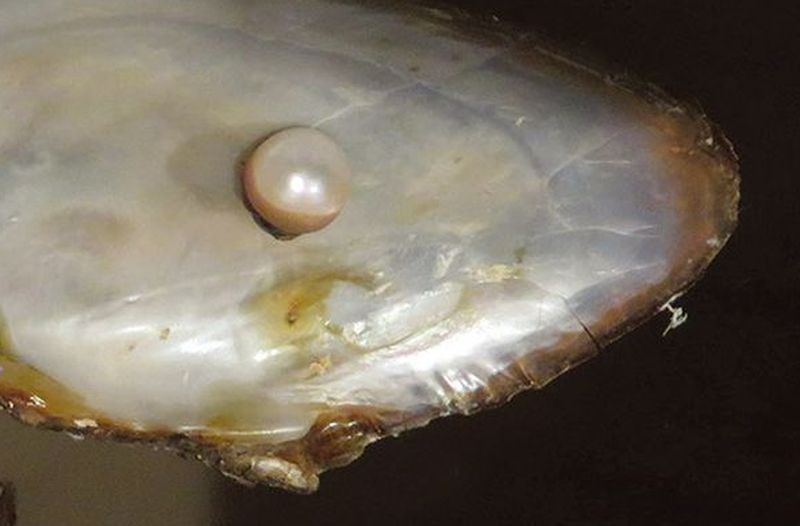 Рядом с Карелией обнаружена популяция краснокнижной европейской жемчужницы