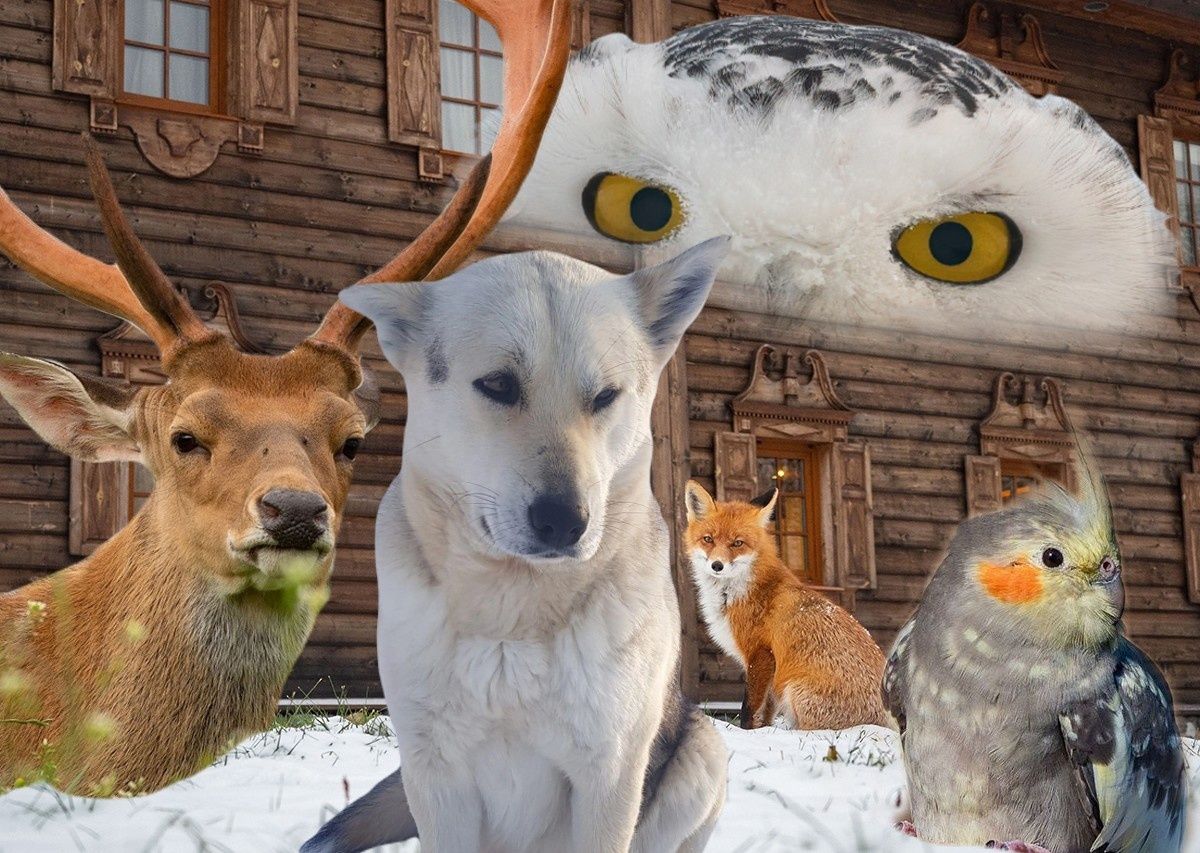Собаки-мореходы, ручные олени, пьяные свиристели. Звери и птицы, которые нас удивили в 2023 году