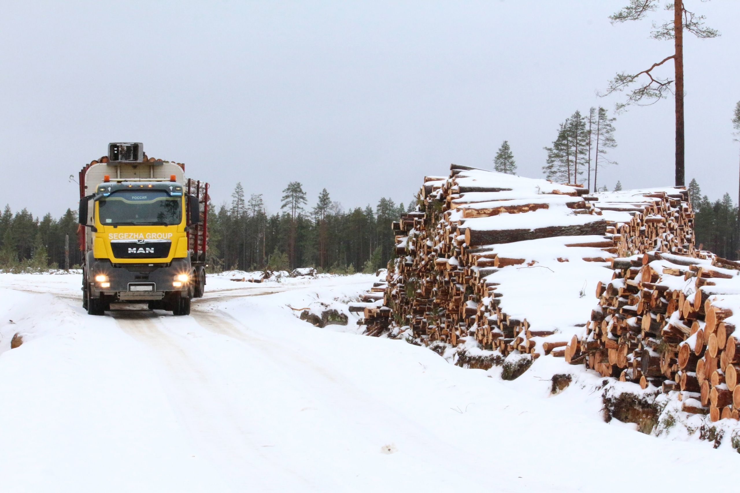 Остановить рубки в будущем заказнике «Максимъярви» призвали главу Карелии