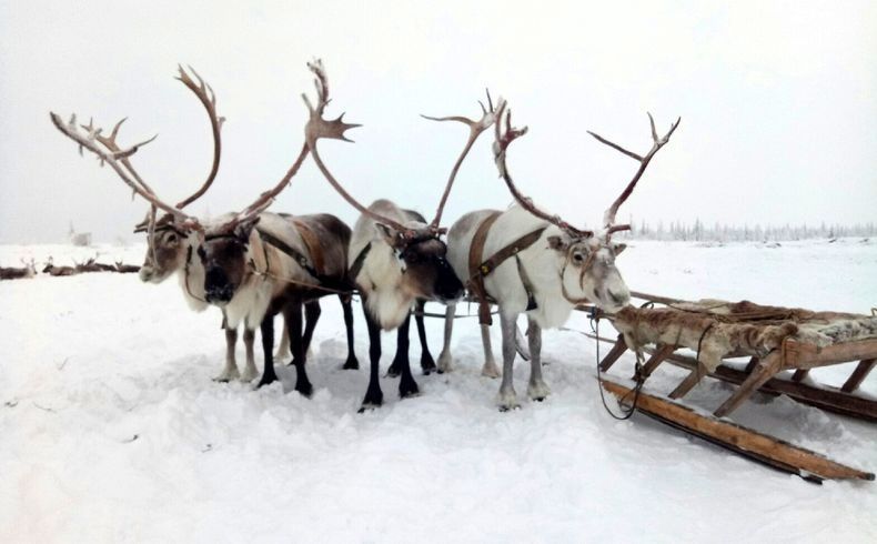 До минус 24. Прогноз погоды в Карелии на 12 января