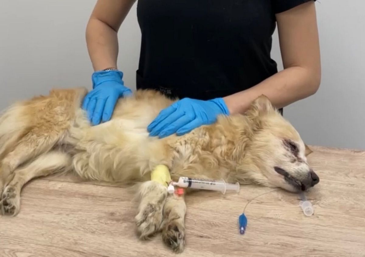 В Петрозаводске вынесли приговор мужчине, выбросившему собаку с балкона