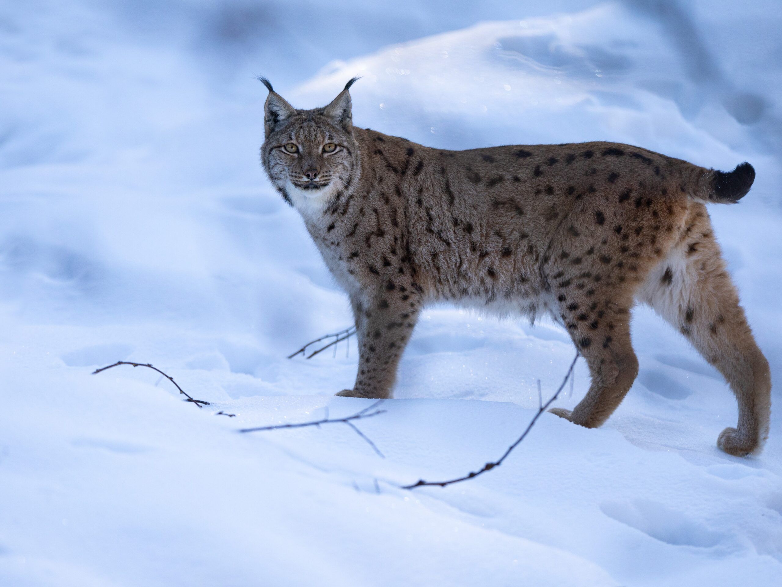 Охотинспекторы вывезли в лес рысь, замеченную в Эссойле