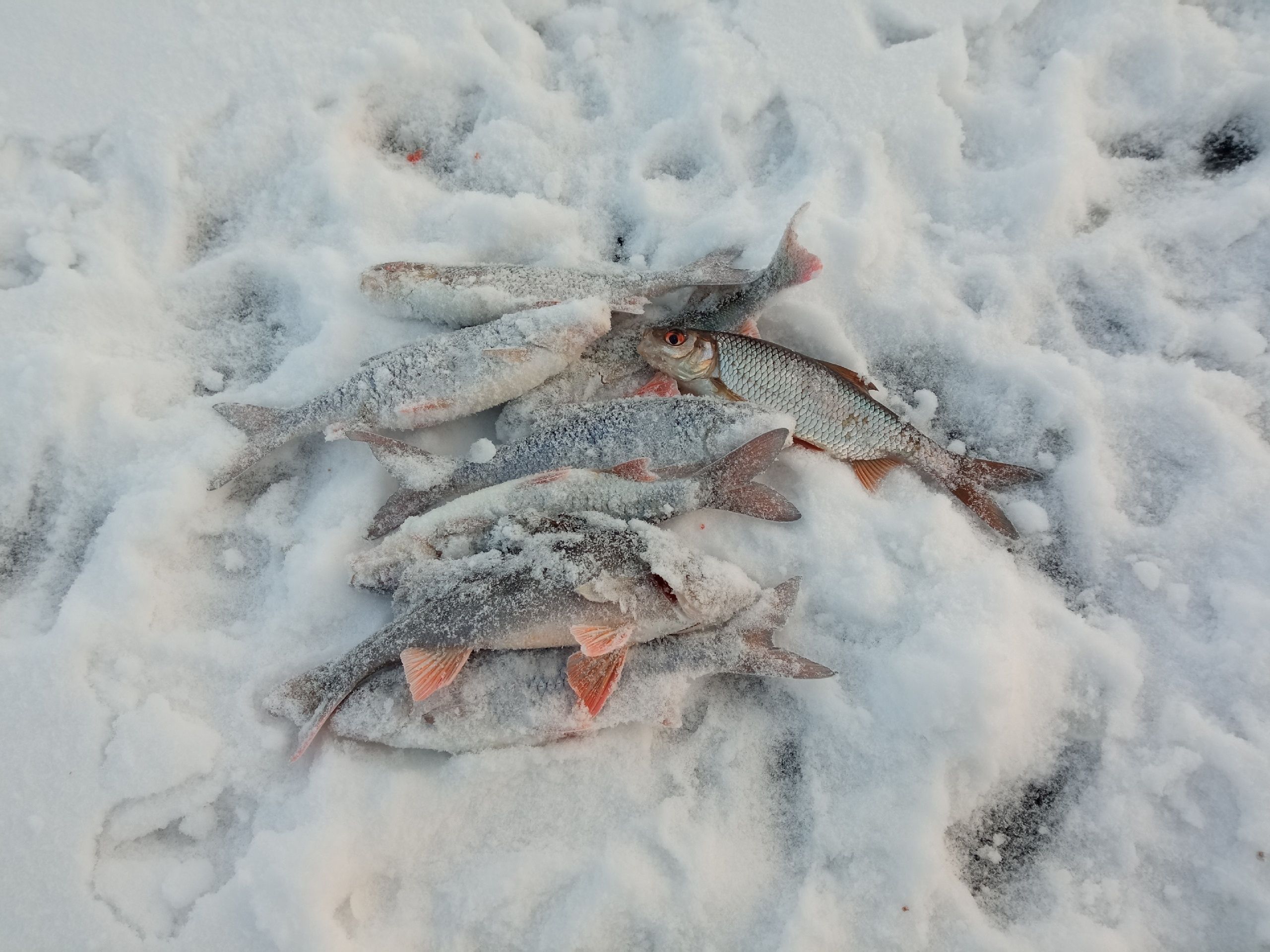 В Петрозаводске пройдет городской турнир по подледному лову на мормышку