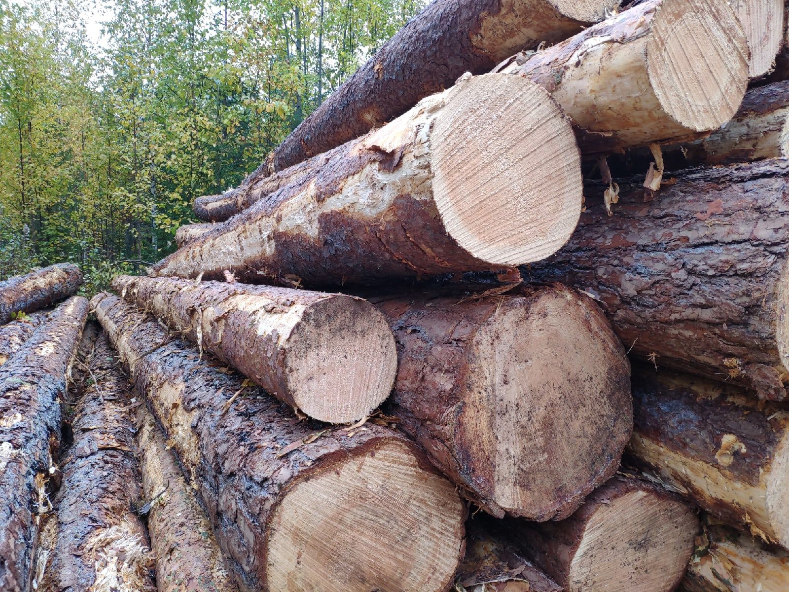 В Карелии на арендованном участке незаконно вырубили лес на 400 тысяч рублей