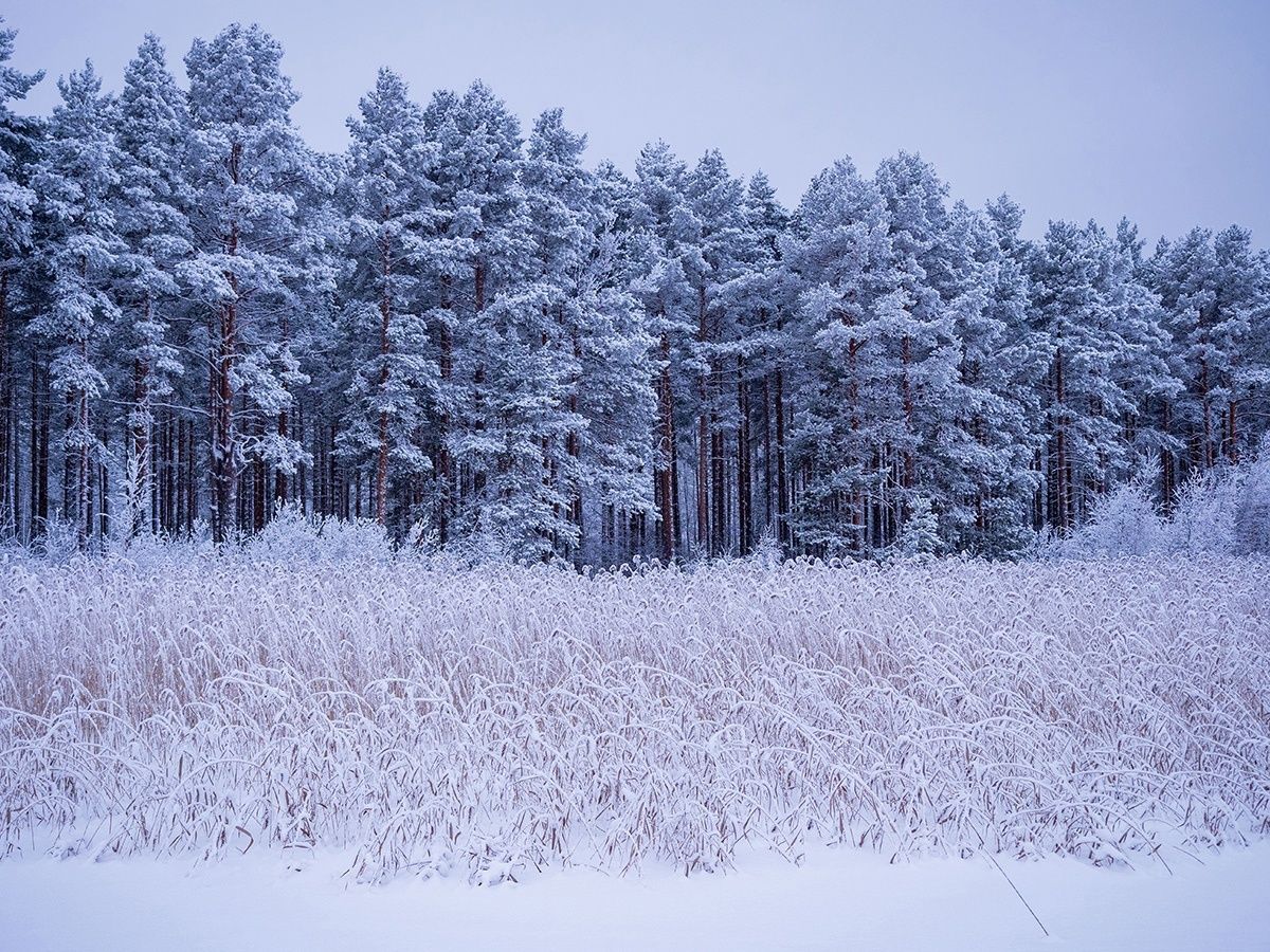 В МЧС Карелии предупредили о сорокаградусных морозах