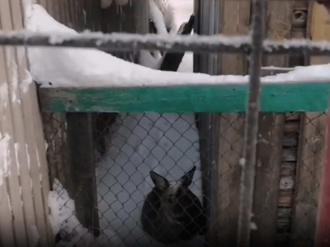 Карельские полицейские сосисками выпроваживали с частной территории необычную гостью