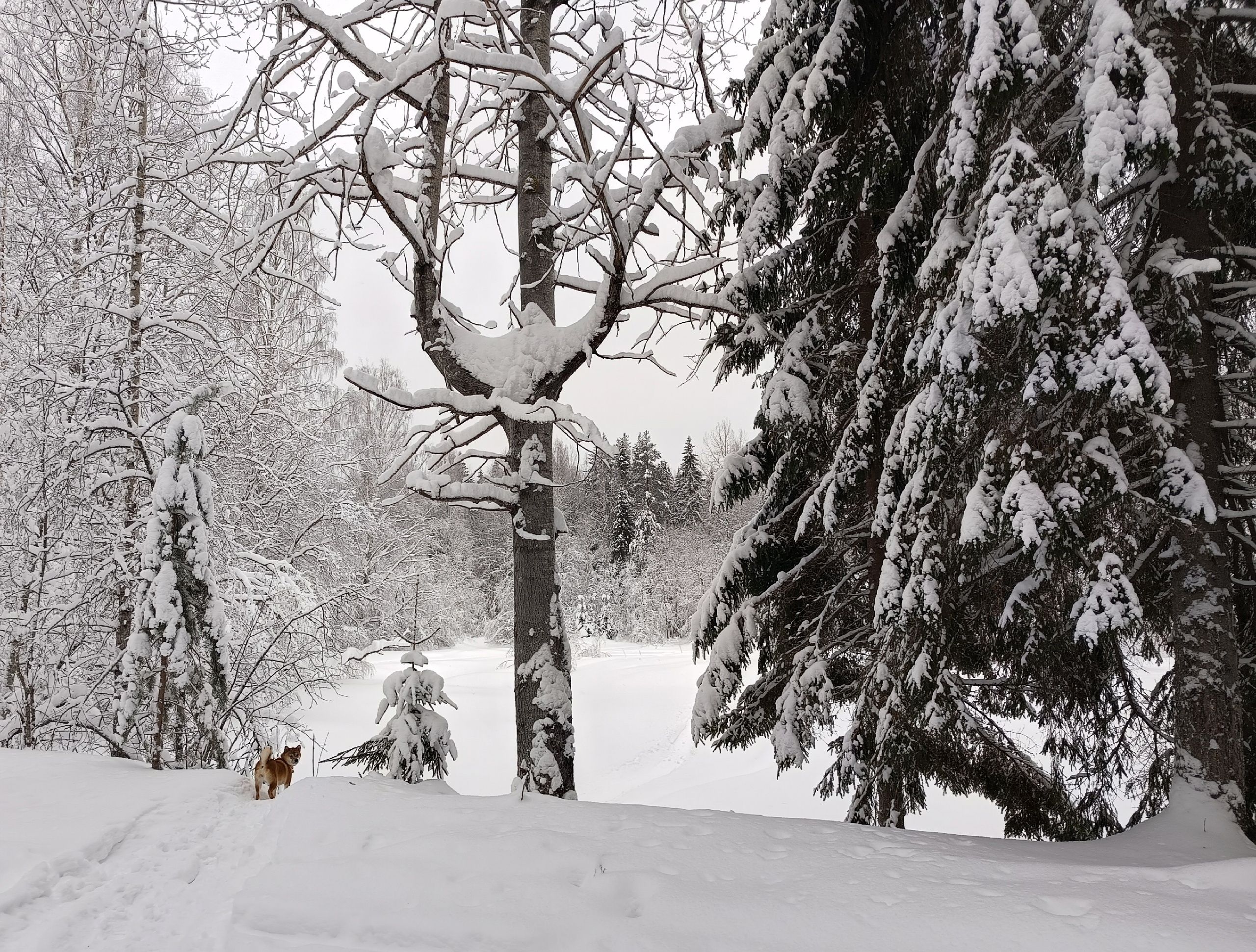 Оттепель заканчивается: прогноз погоды на 26 января