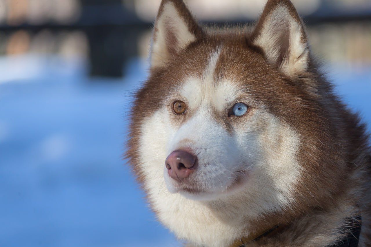 Питомник хаски «Карьяла парк» отдает в добрые руки опытных собак