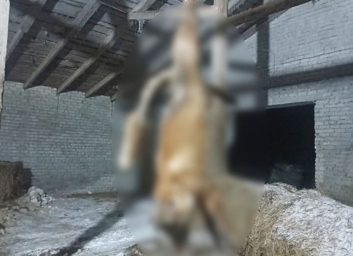 Жительница Карелии осталась без работы после поста о повешенной лисе