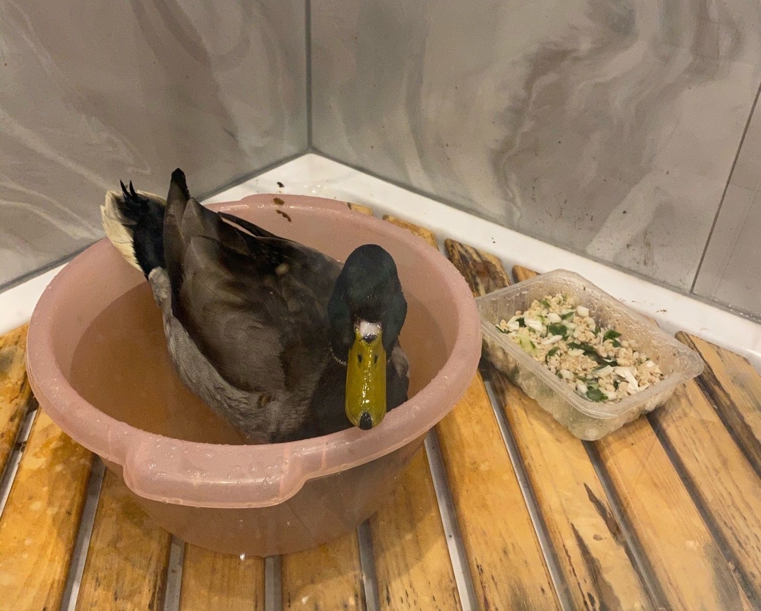 Петрозаводчанка спасла раненого селезня