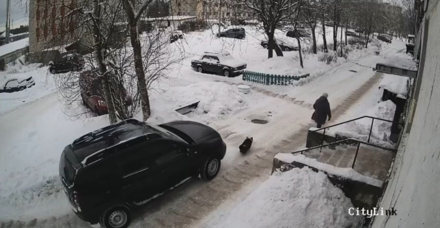 В Питкяранте водитель насмерть сбил собаку, которая прожила у пары пенсионеров почти 15 лет