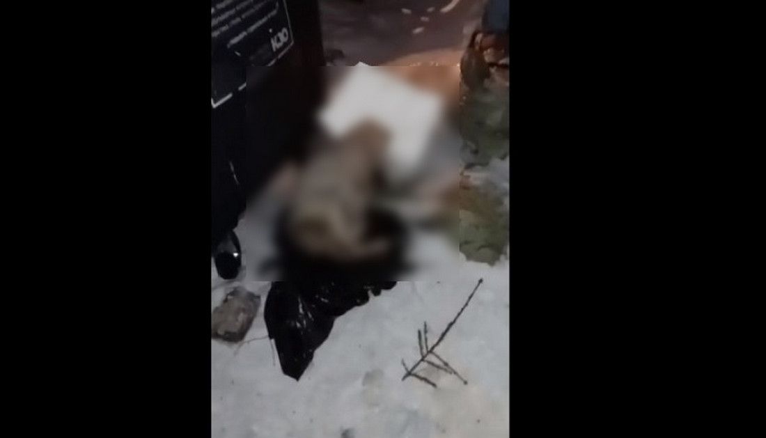 Петрозаводчанка нашла на улице мертвую собаку с пакетом на голове Петрозаводчанка нашла на улице мертвую собаку с пакетом на голове
