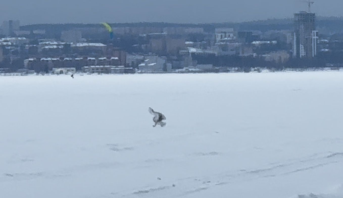 Петрозаводчане заметили на Онежском озере раненую полярную сову