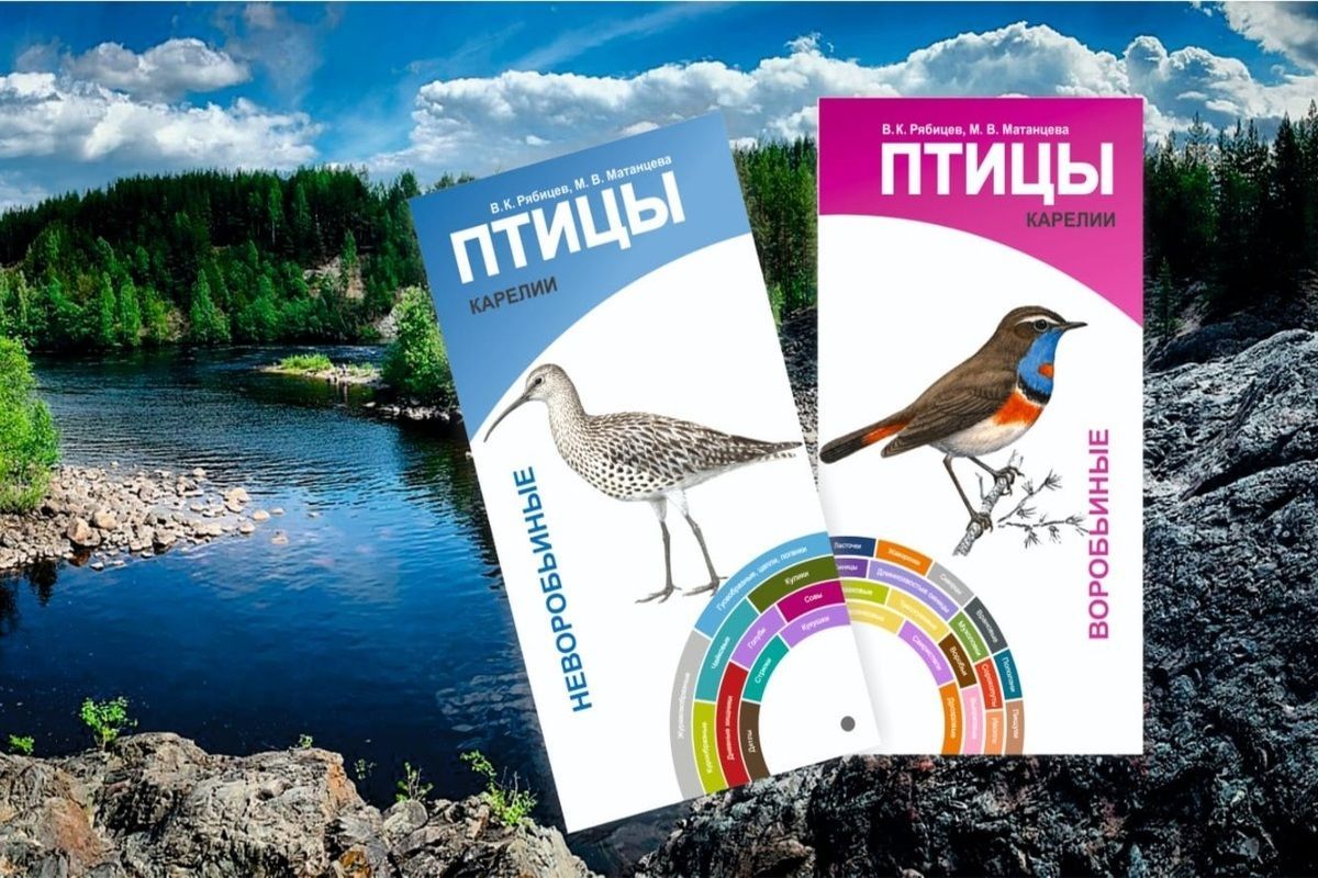 Карельские орнитологи собирают деньги на издание определителя птиц